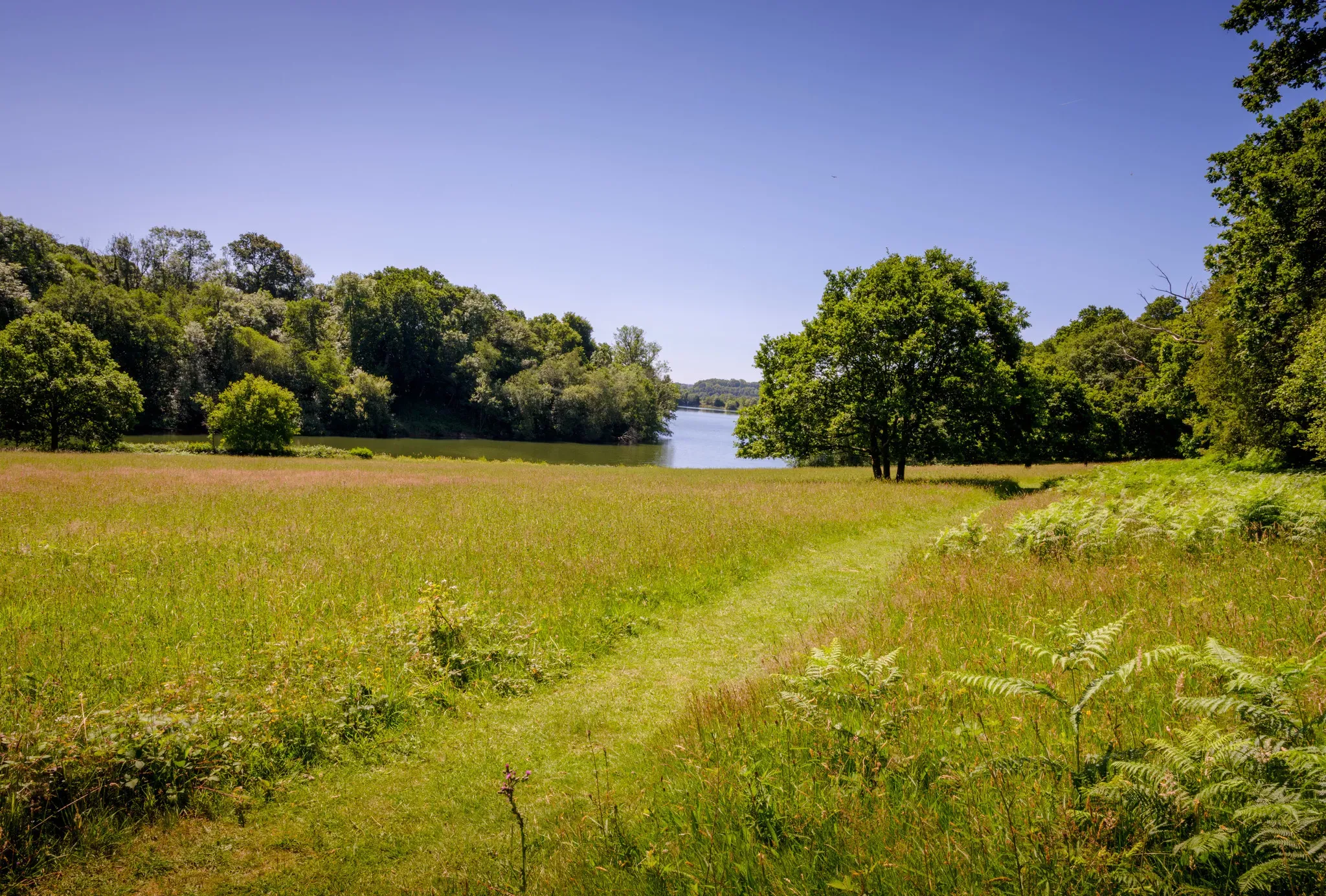 Wakehurst meadow Loder Valley 