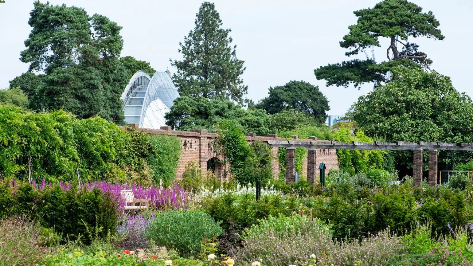 View of a garden with multiple beds full of plants and purple flowers, backed by a red brick wall, and a clam shell-like glasshouse in the distance
