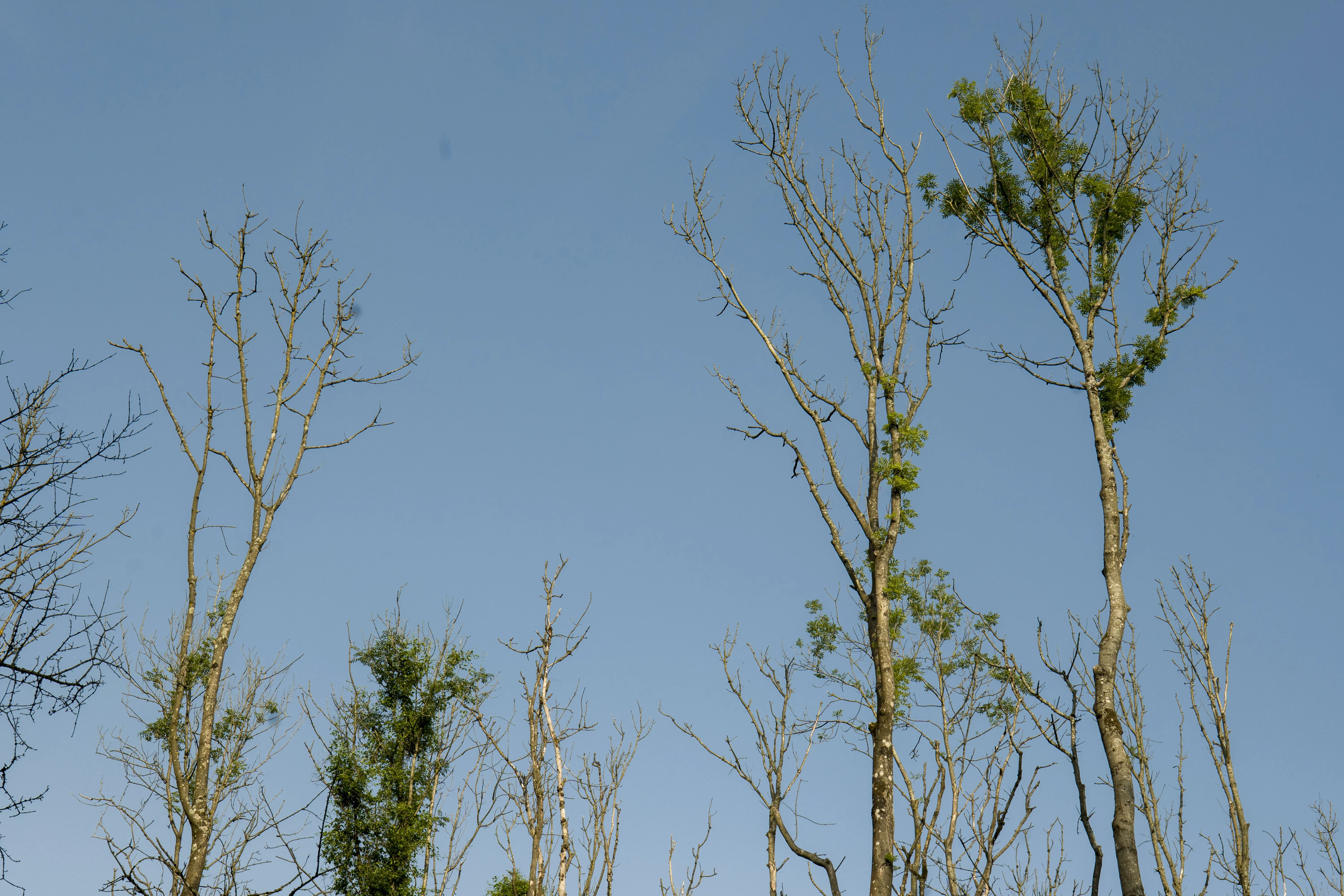Ash trees with bare branches against a blue sky