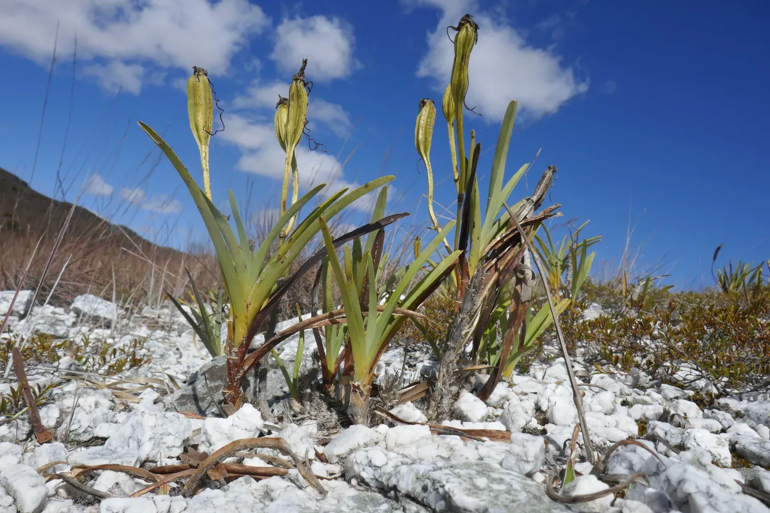 Plant in Madagascar growing between rocks