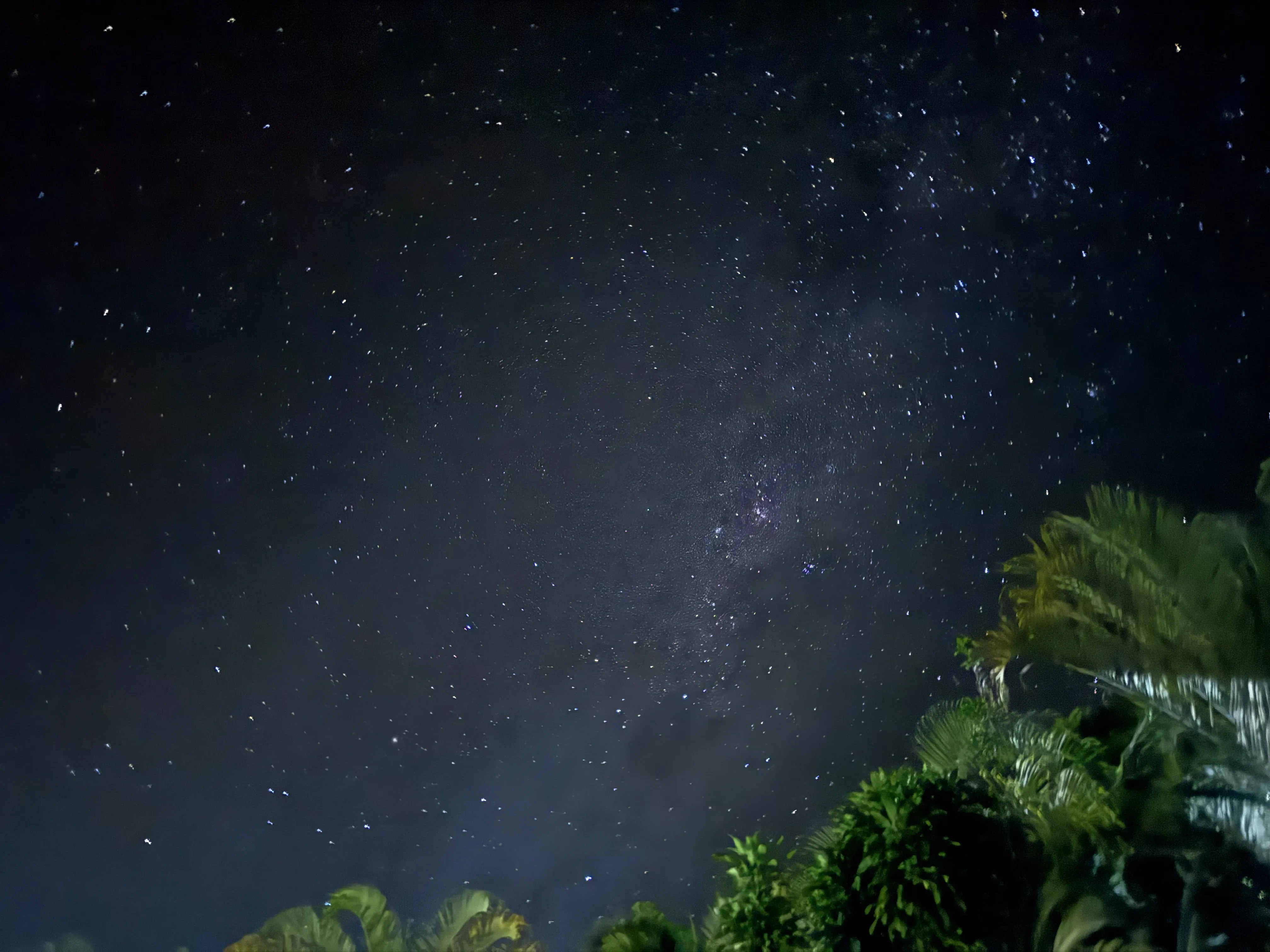 A night sky with stars and trees
