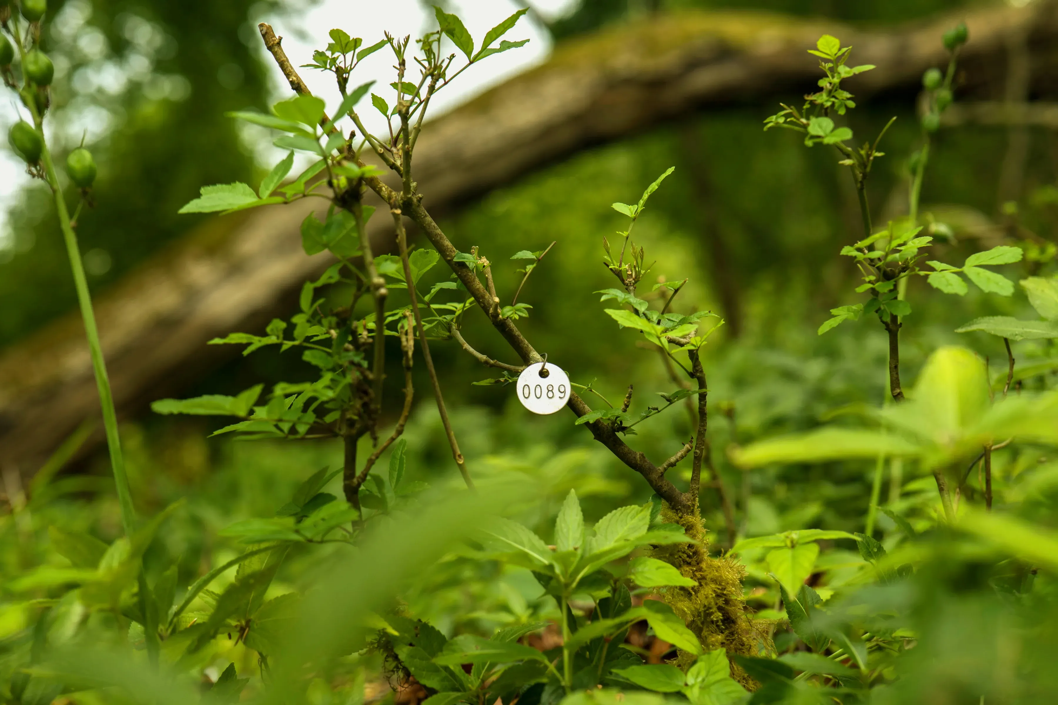 An ash tree sapling a few feet tall. Attached to it is a metal disk engraved with the number 0089.