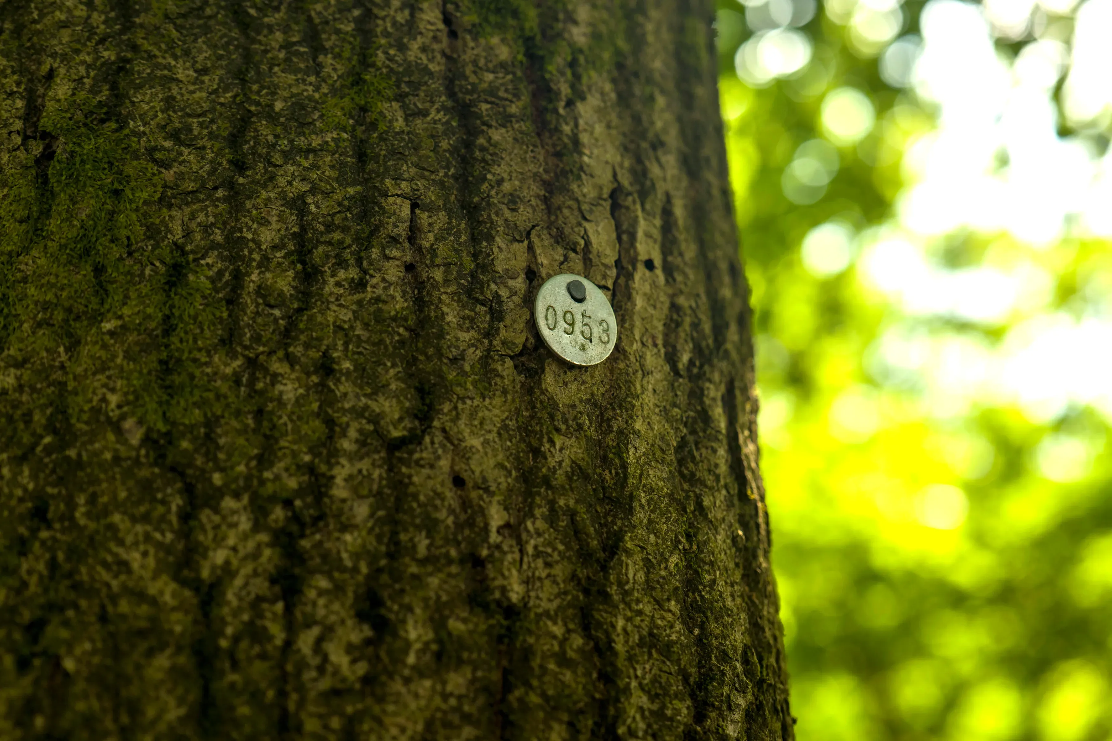 A large ash tree trunk. Attached to it is a metal disk engraved with the number 0953.