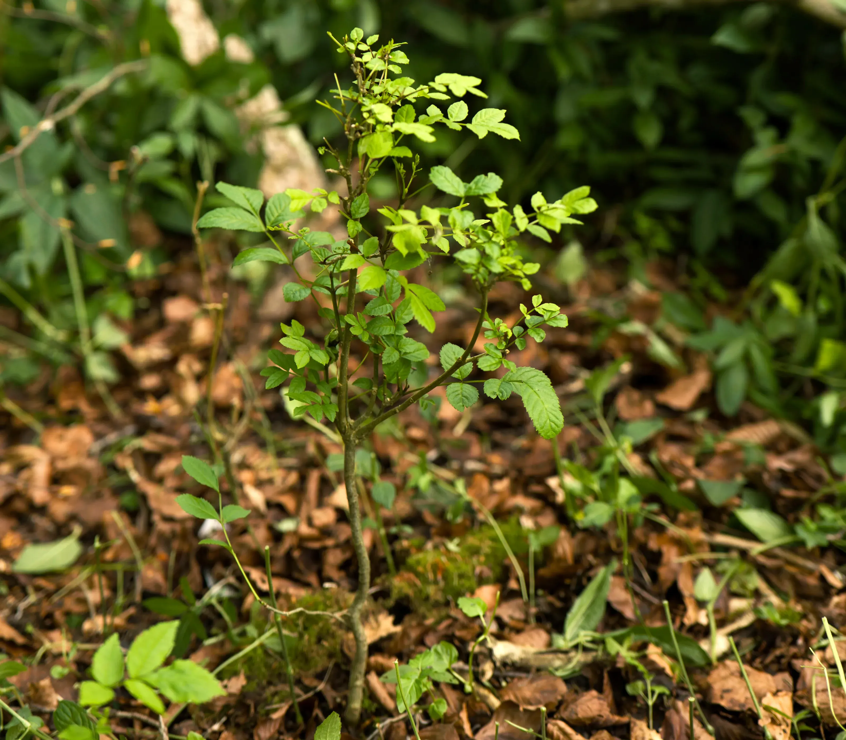 A small ash tree sapling in the woods.