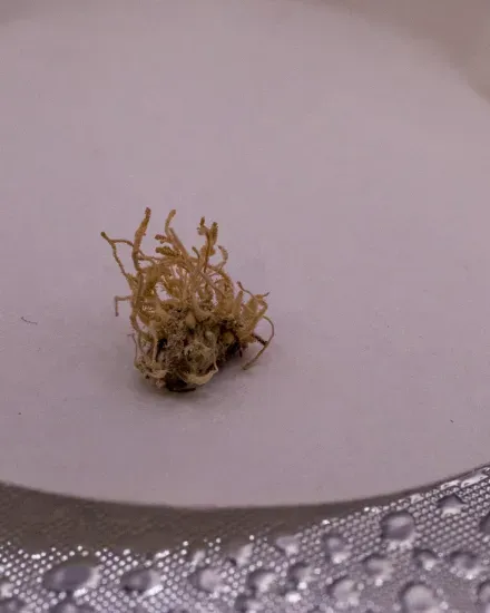 An orb-weaving cave spider is barely visible due to it being infected with Gibellula attenboroughii 