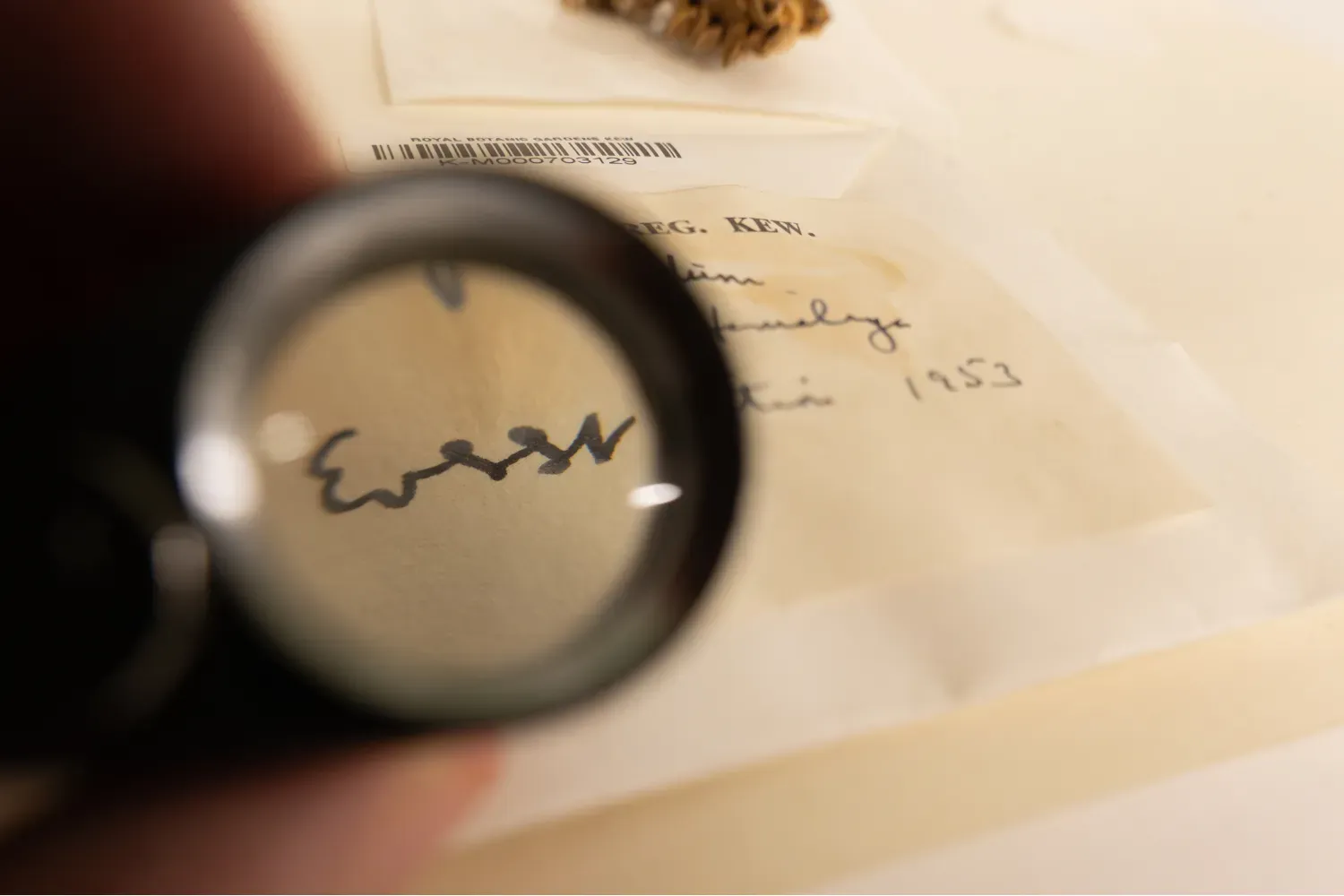 Close-up view through a magnifier showing the detailed texture of a preserved fungal specimen.