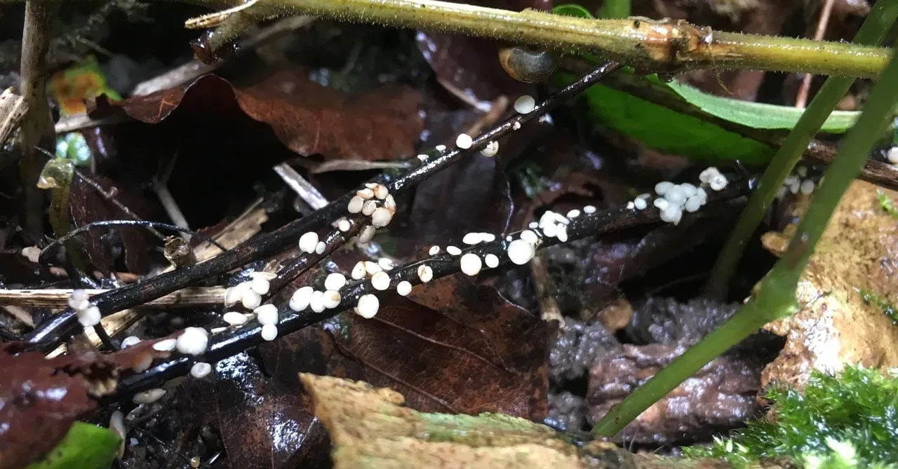 Pale mushrooms on fallen leaf litter