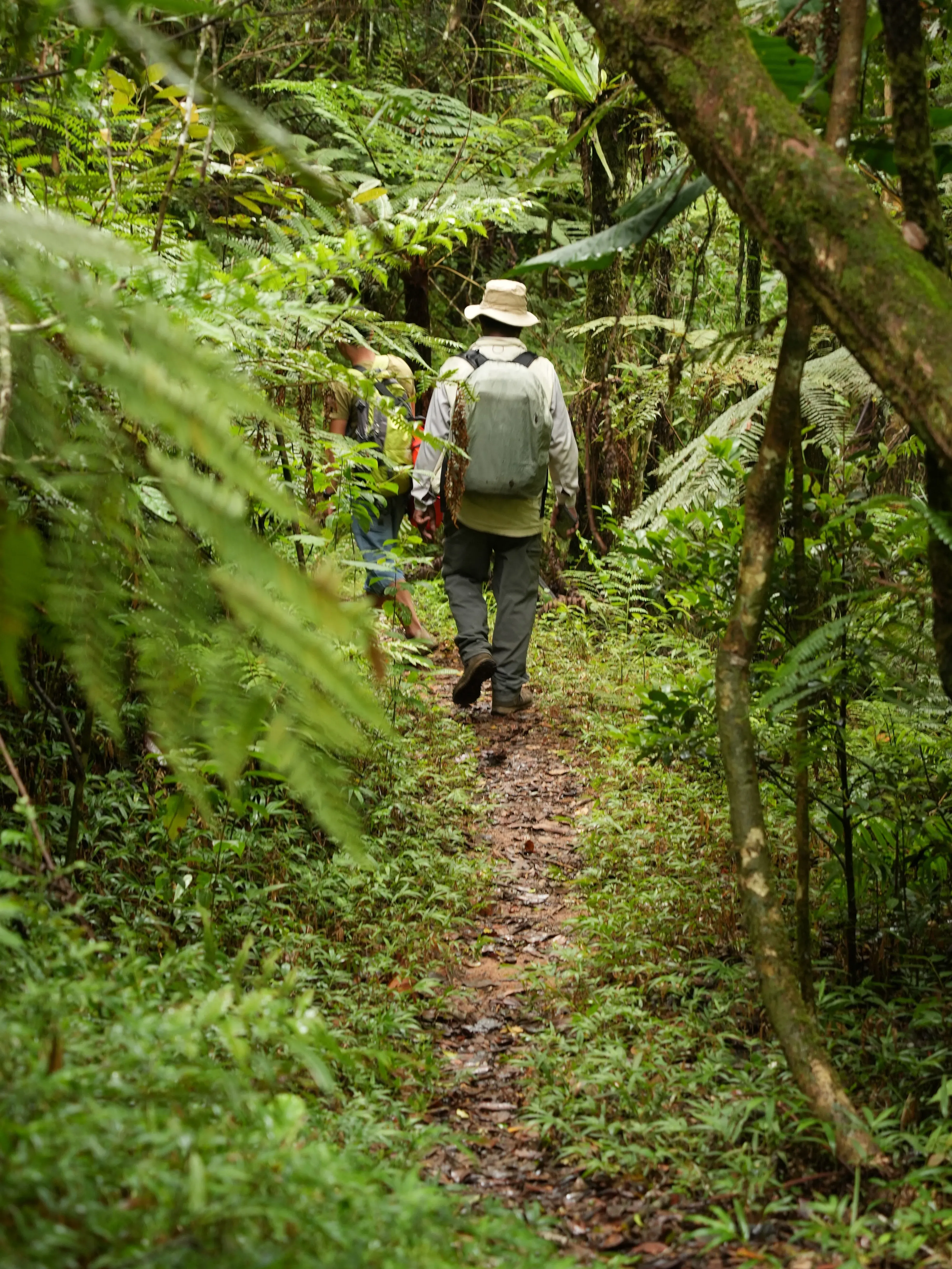 A person walking on a trail in a forest
