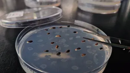 A petri dish with seeds in different stages of germination, some have been removed with a pair of tweezers