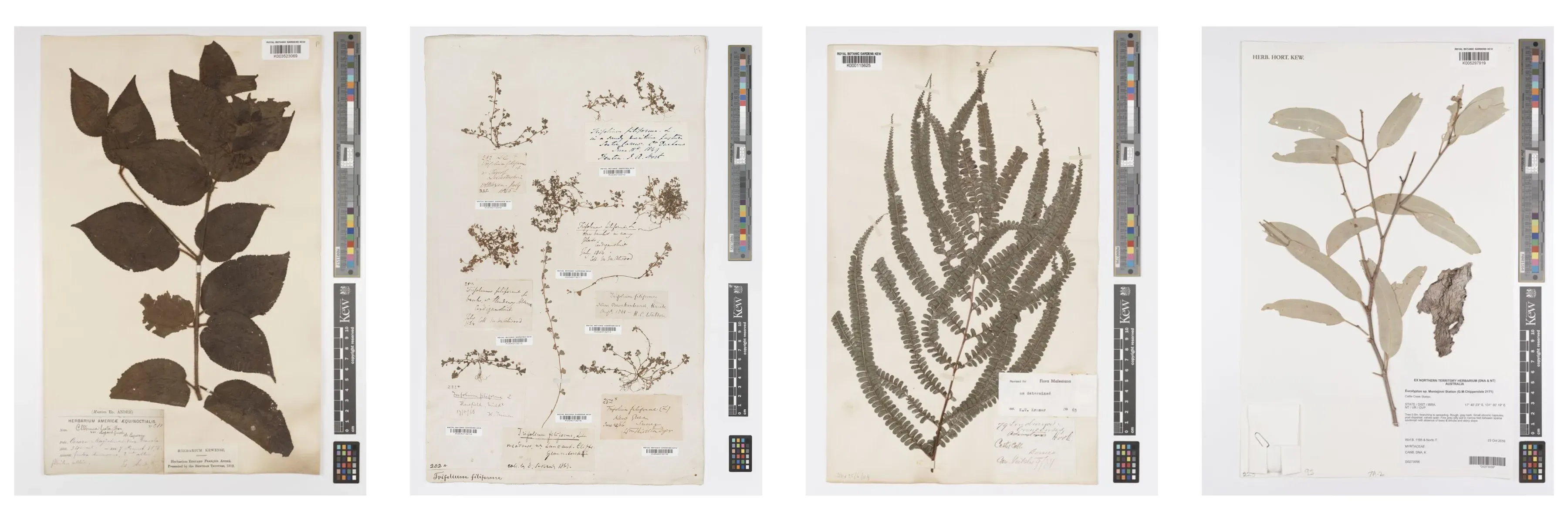 Four digitised herbarium specimen sheets from Kew’s collection, each displaying a preserved plant including leaves, flowers, and handwritten labels, alongside scale and colour reference bars.