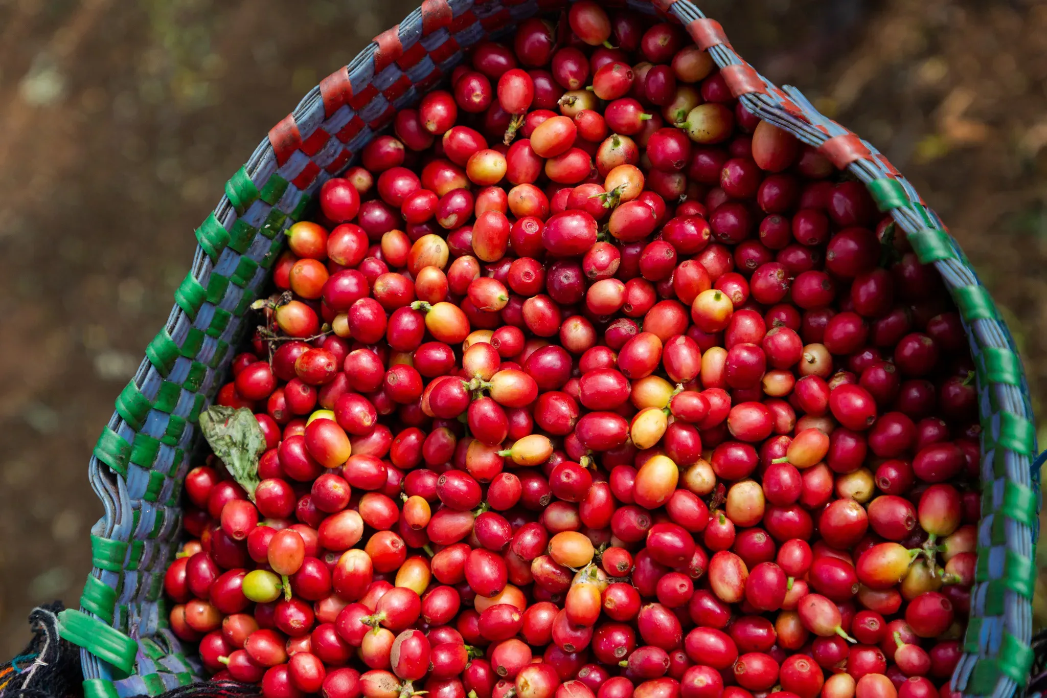 A woven basket filled with ripe coffee fruit