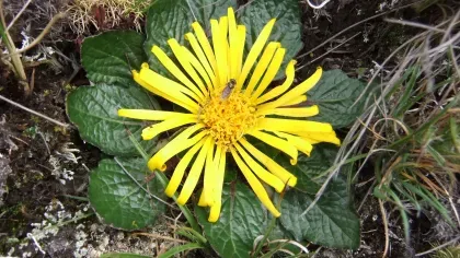 Compositae Paranephelius uniflora found in Zongo Valley, Bolivia