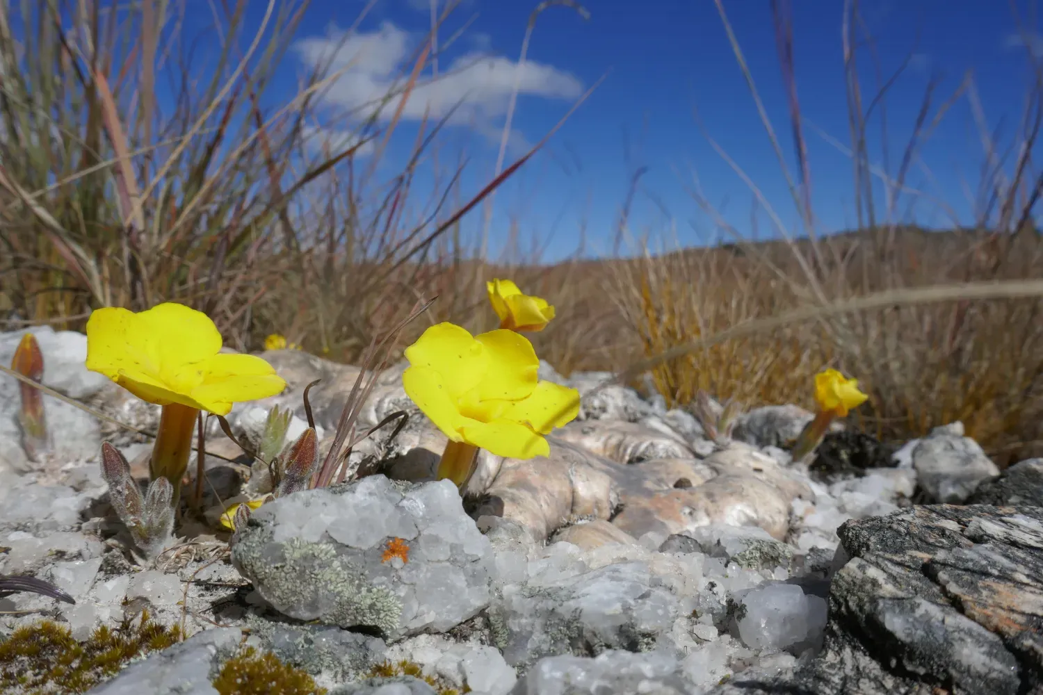 Pachypodium brevicaule in the Itremo Massif Protected Area,  photo taken by Nomentsoa Randriamamonjy. 
