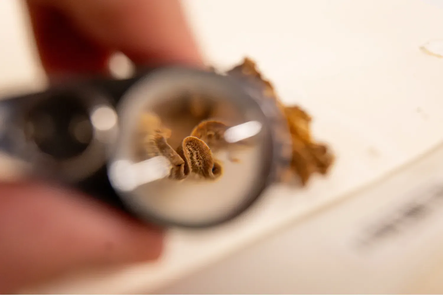 Close-up view through a magnifier showing the detailed texture of a preserved fungal specimen.