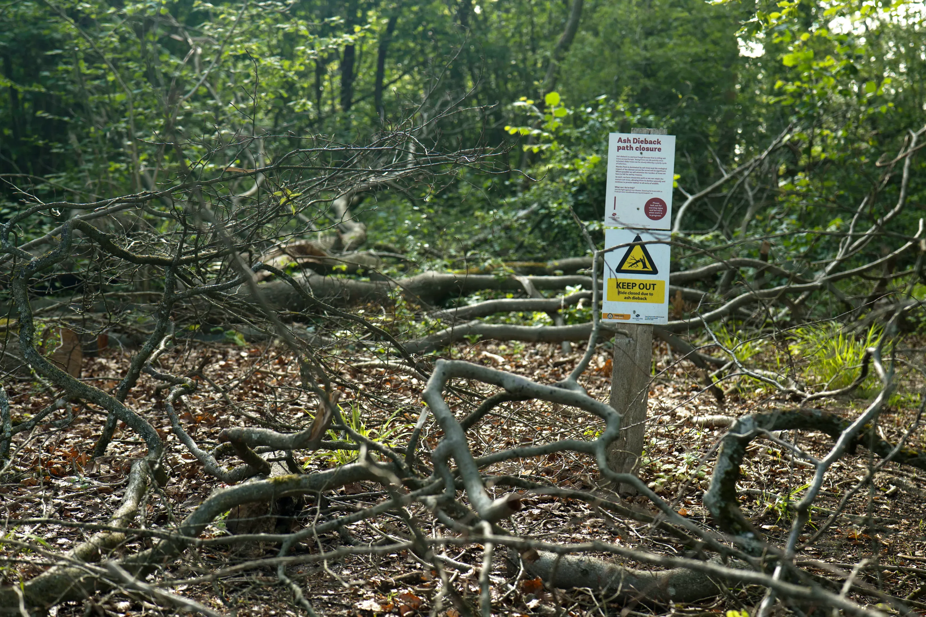 A keep out and information sign on ash dieback, surrounded by fallen branches, with woodland in the background