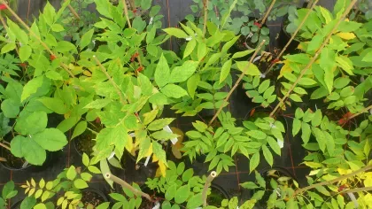 Genomic resources for healthy ash trees