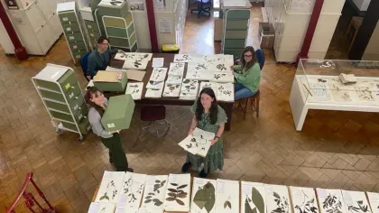 A group of researchers working together in the herbarium, handling and identifying plant specimens.