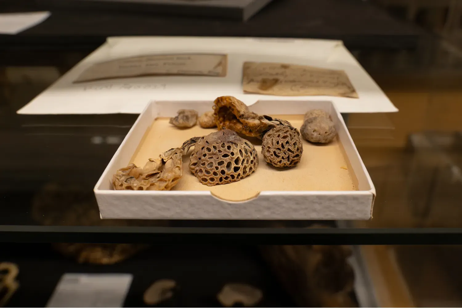 A specimen of Cyttaria darwinii in a box, labelled as collected in Tierra del Fuego by Charles Darwin.