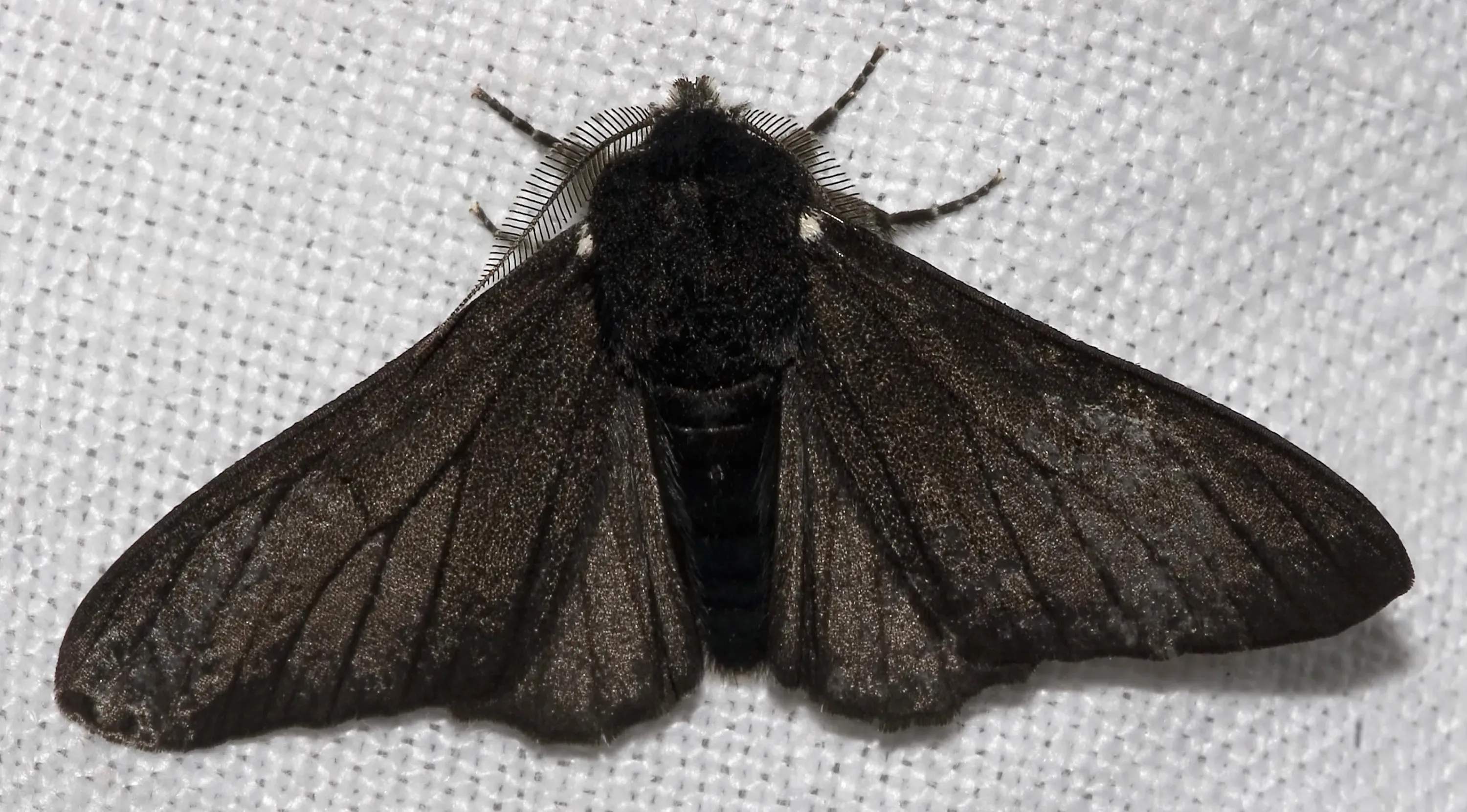 A black-coloured moth