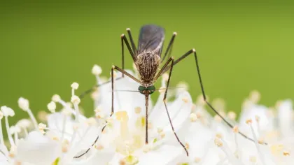 A close-up of a mosquito on a white flower, showing intricate details of its body and legs.