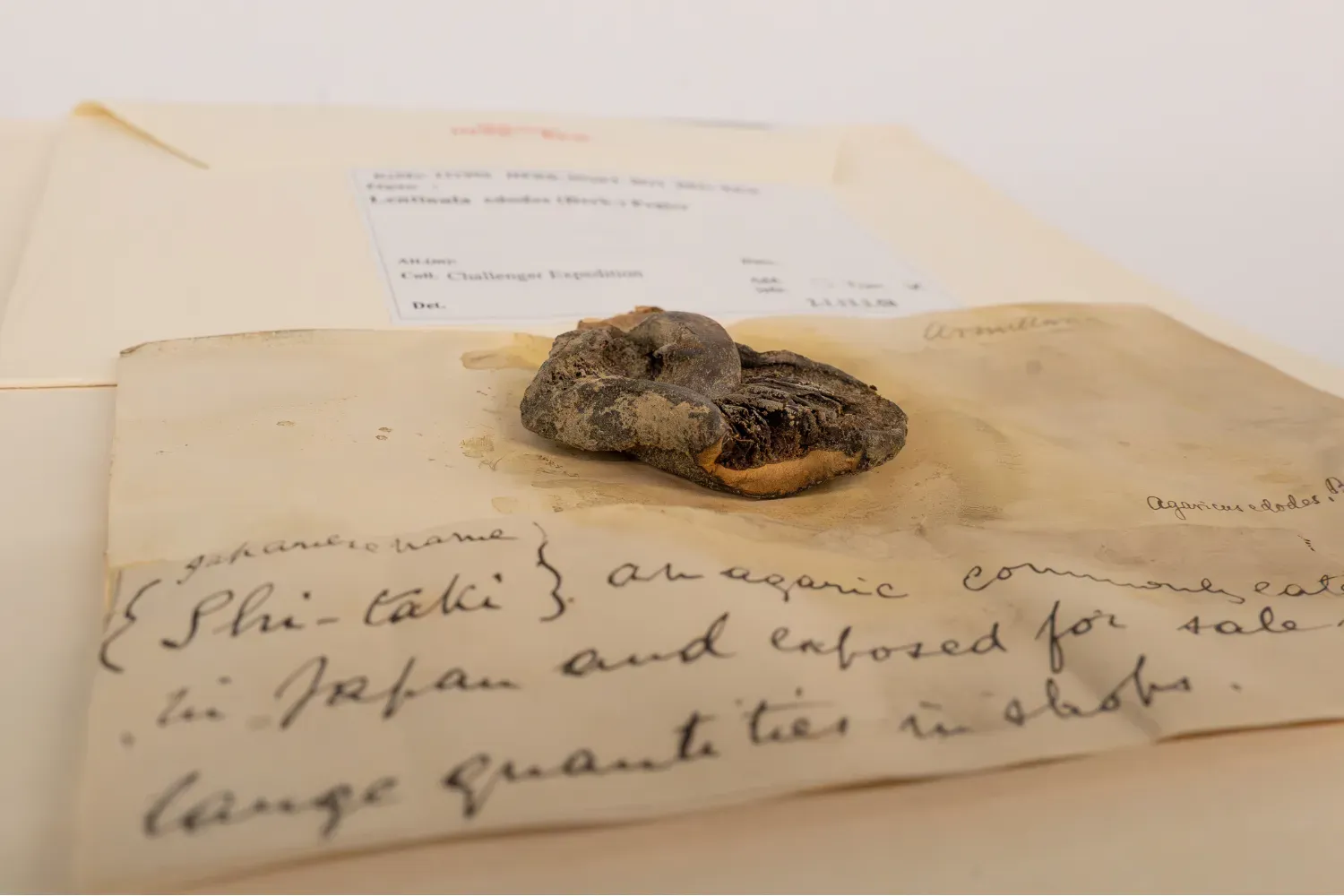 Specimen of the Shiitake mushroom