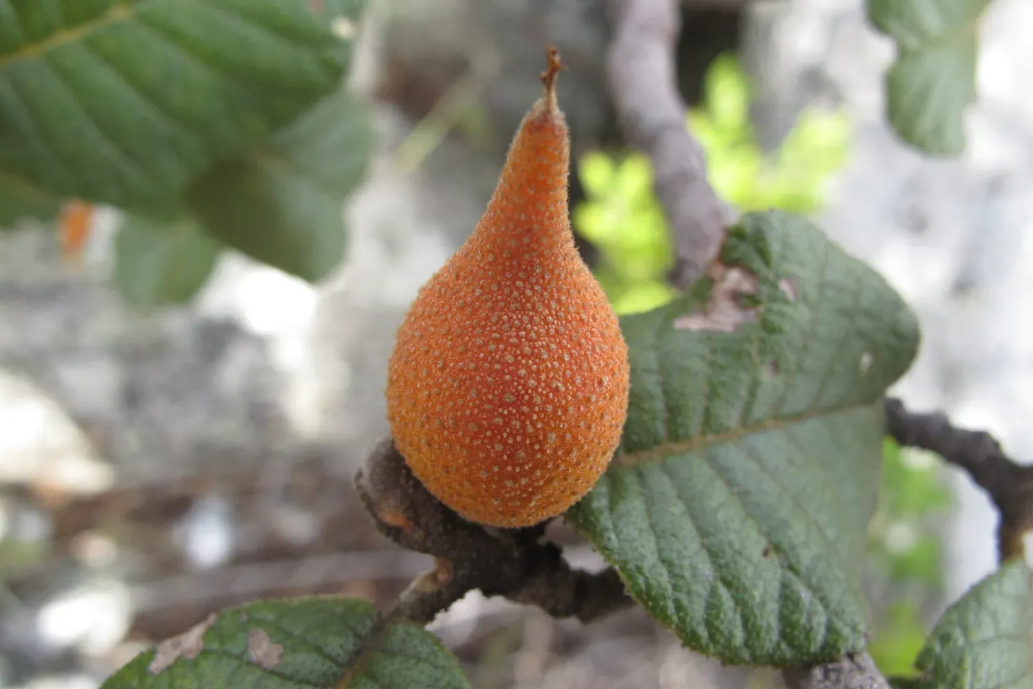 Perrierodendron quartzitorum fruit