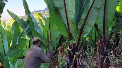 A man works in an enset farm