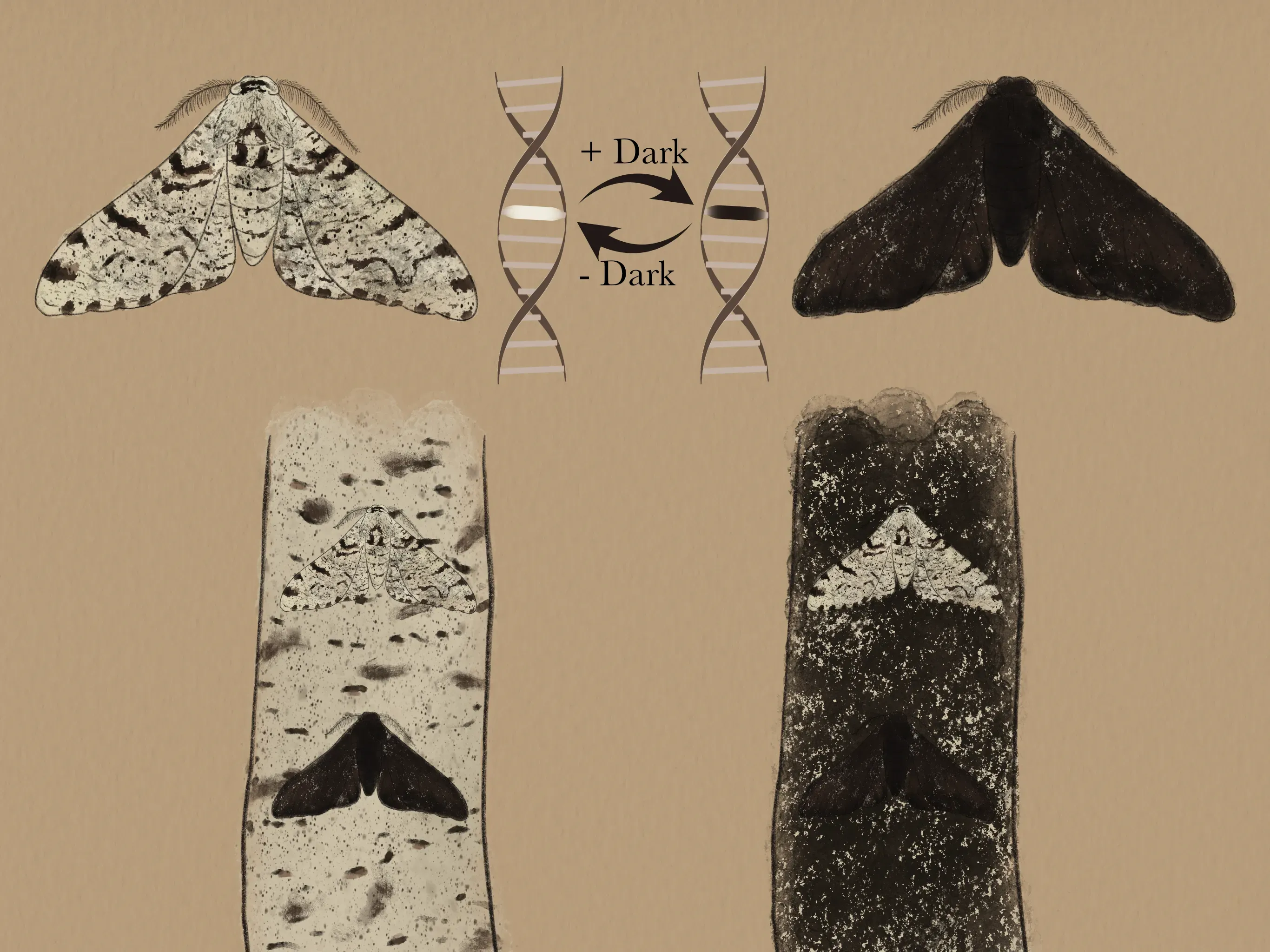 Illustration of peppered moth monogenic evolution