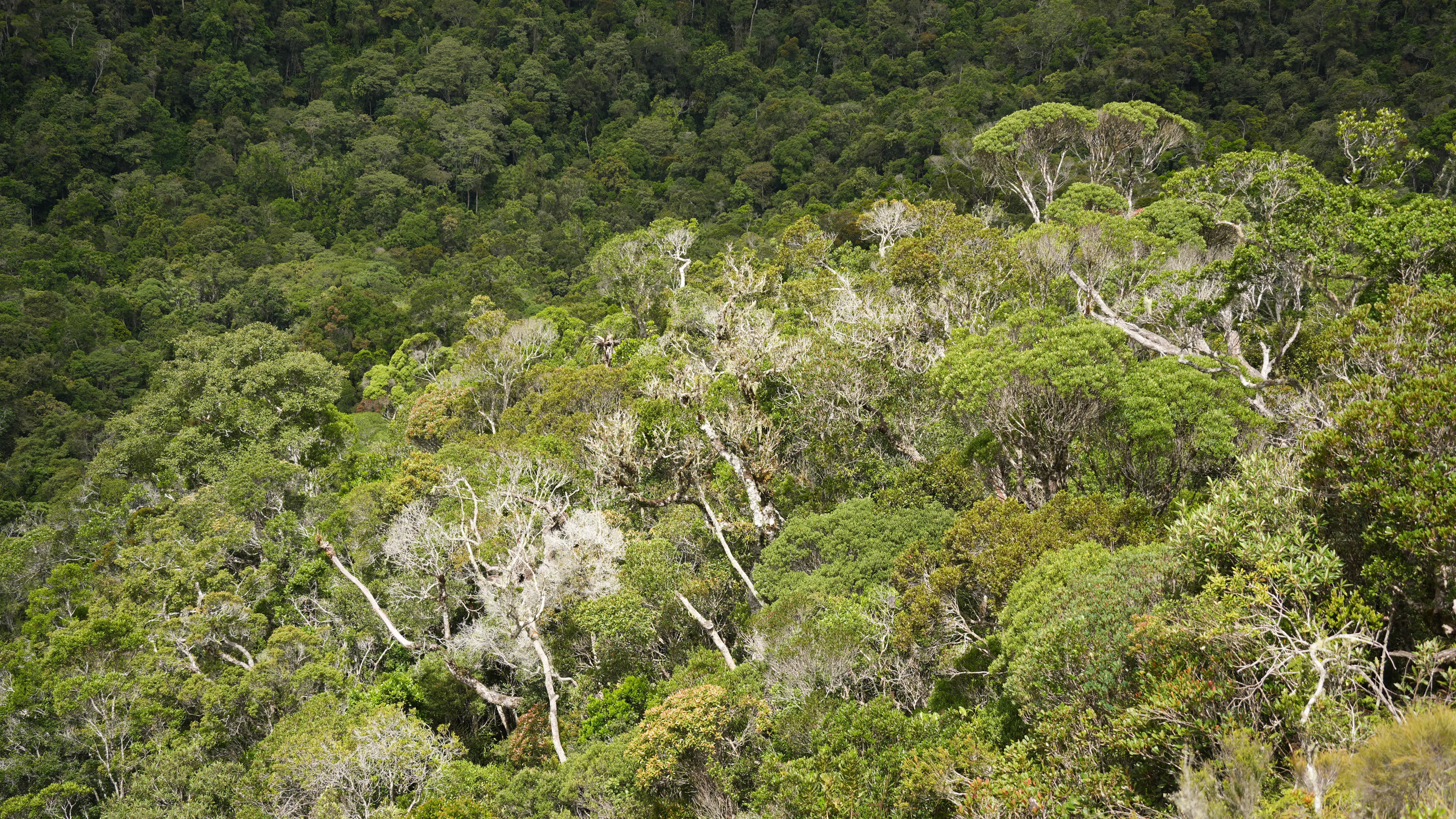 A forest landscape viewed from above