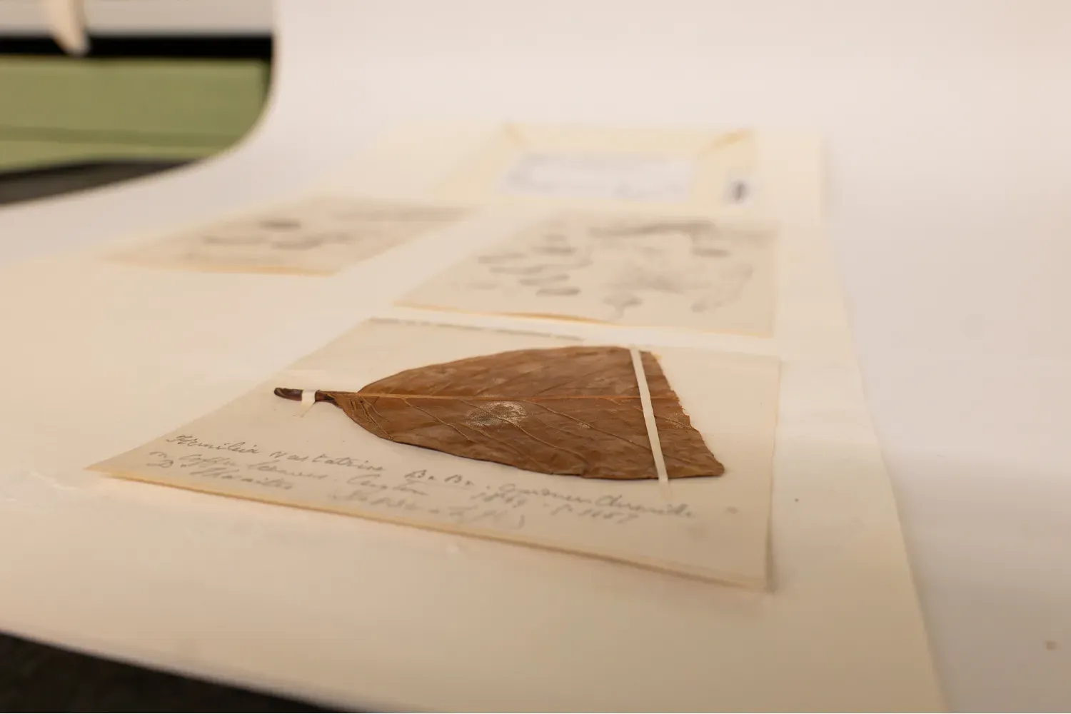 A preserved leaf specimen showing signs of fungal infection, mounted on herbarium paper alongside botanical sketches.
