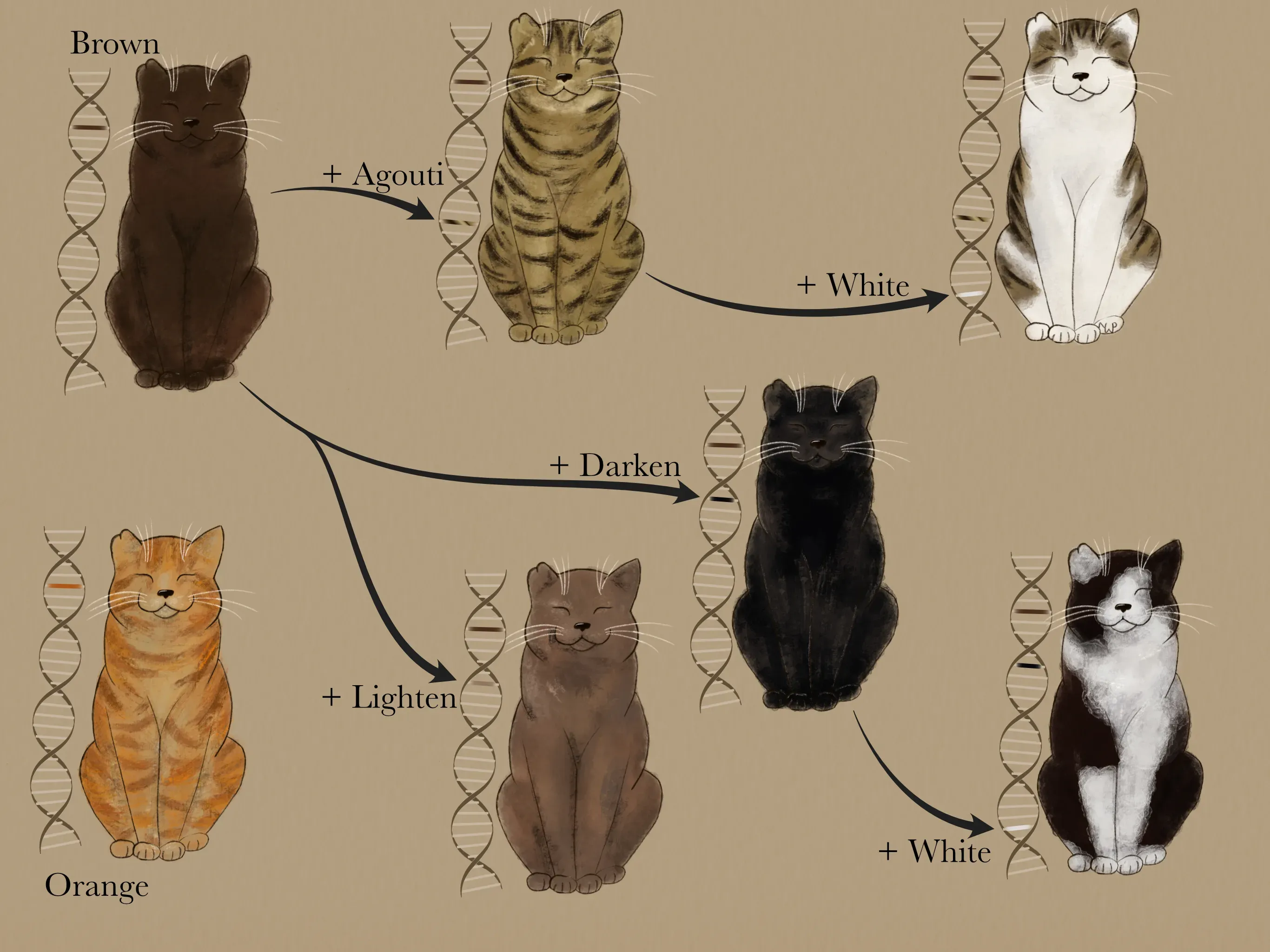 Illustration of polygenic cat fur colour