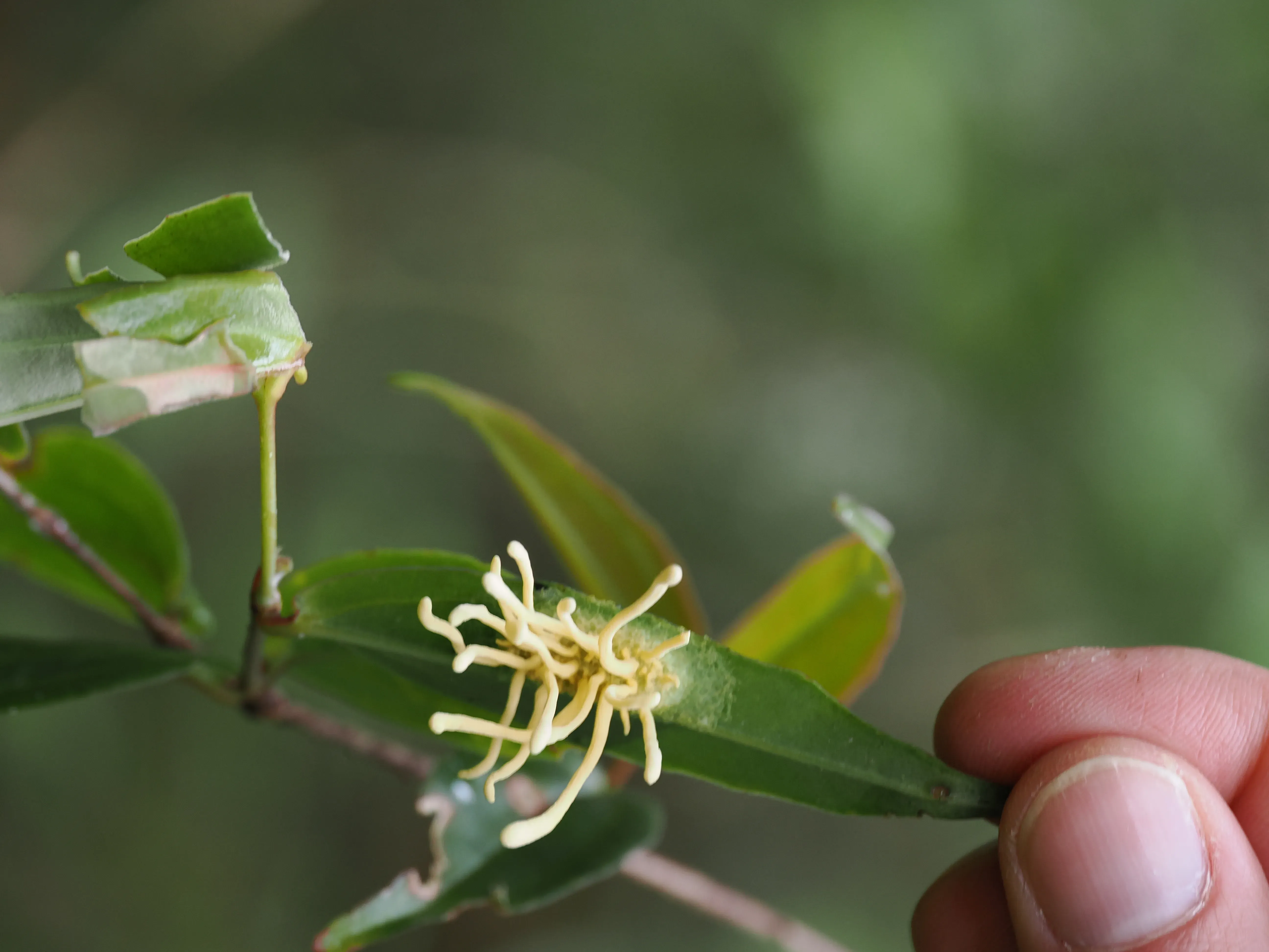 A close-up of a pale-yellow fungus growing on a leaf