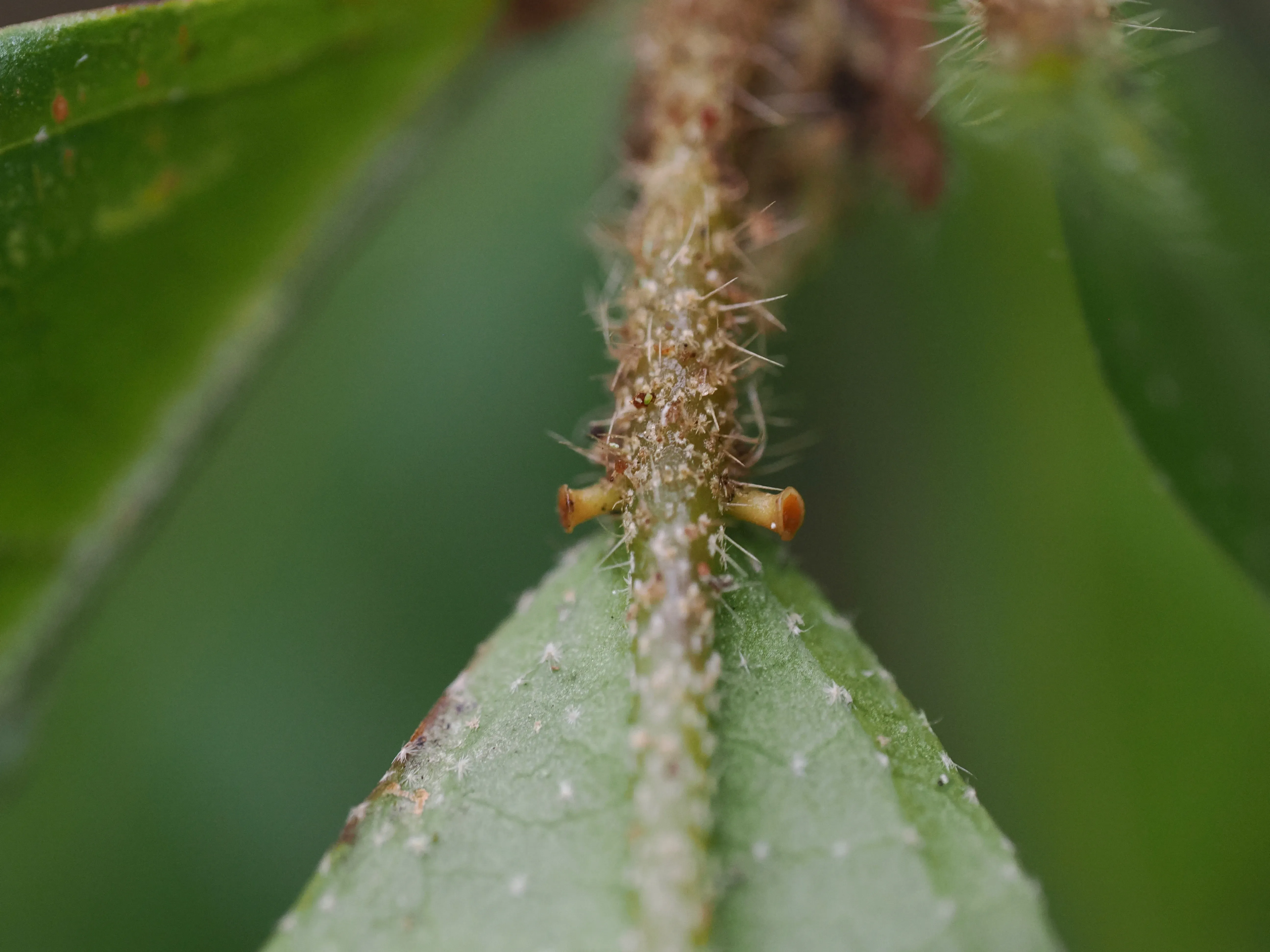 A close-up of the base of a leaf with trumpet shaped glands on either side 