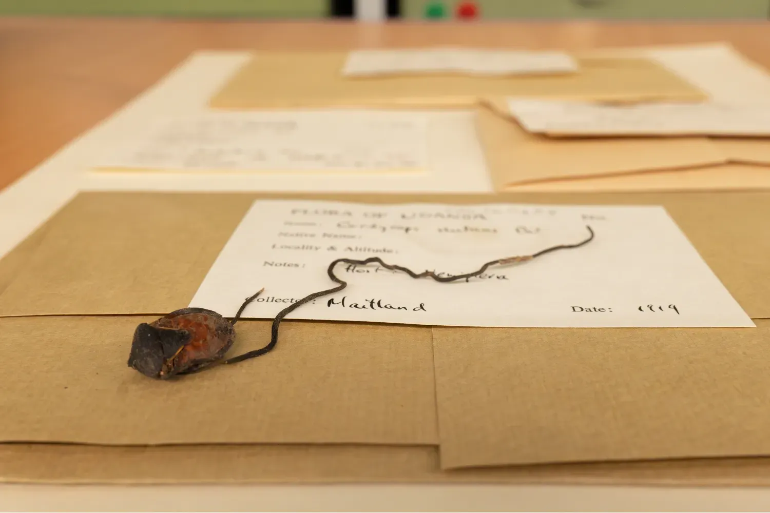 A dried fungal specimen mounted on paper, showing the fruiting body of an insect-infecting fungus.