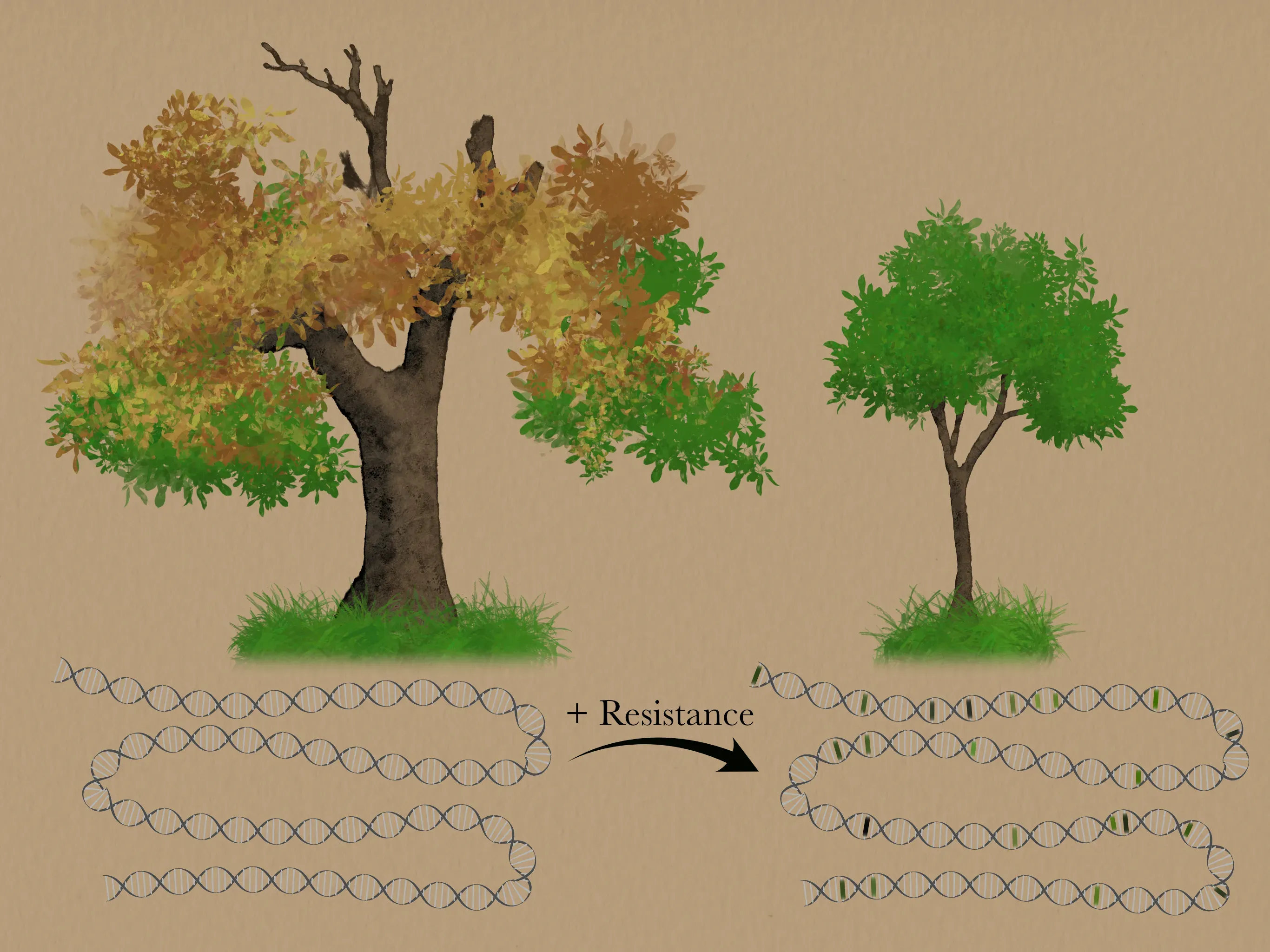 Illustration of old, dying ash tree and young healthy ash tree, with diagram of DNA indicating polygenic evolution