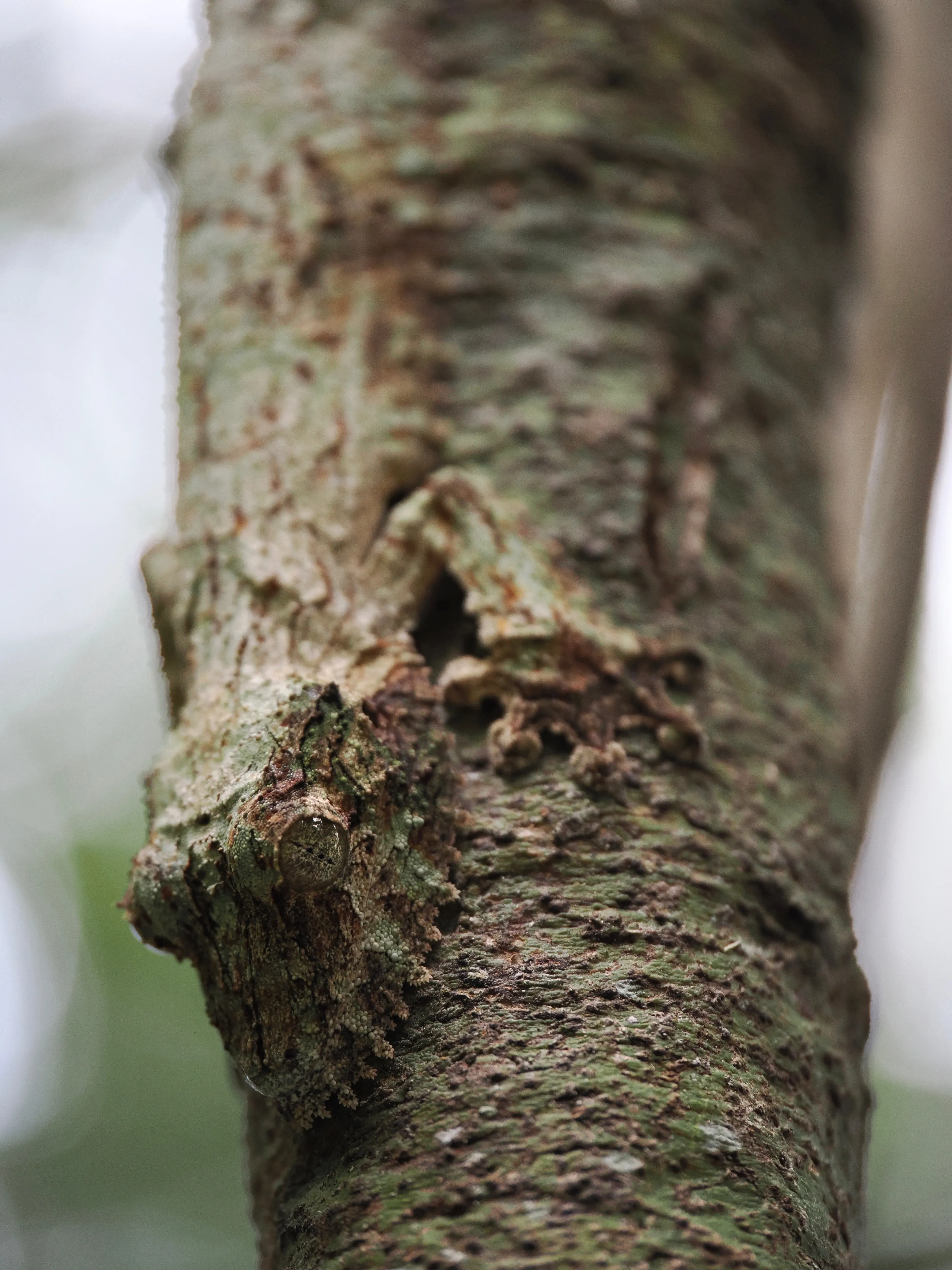 Close-up of a gecko camouflaged on a tree branch