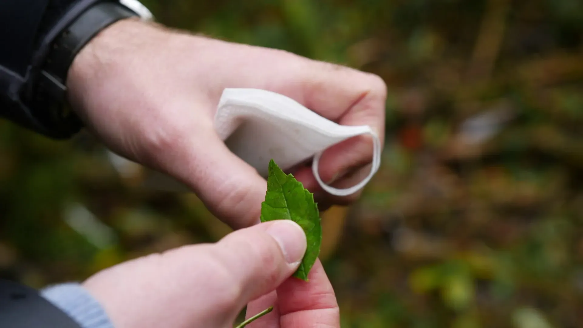 Close up of Richard Buggs’ hands, holding a small white bag in one hand and a green ash leaf in the other.