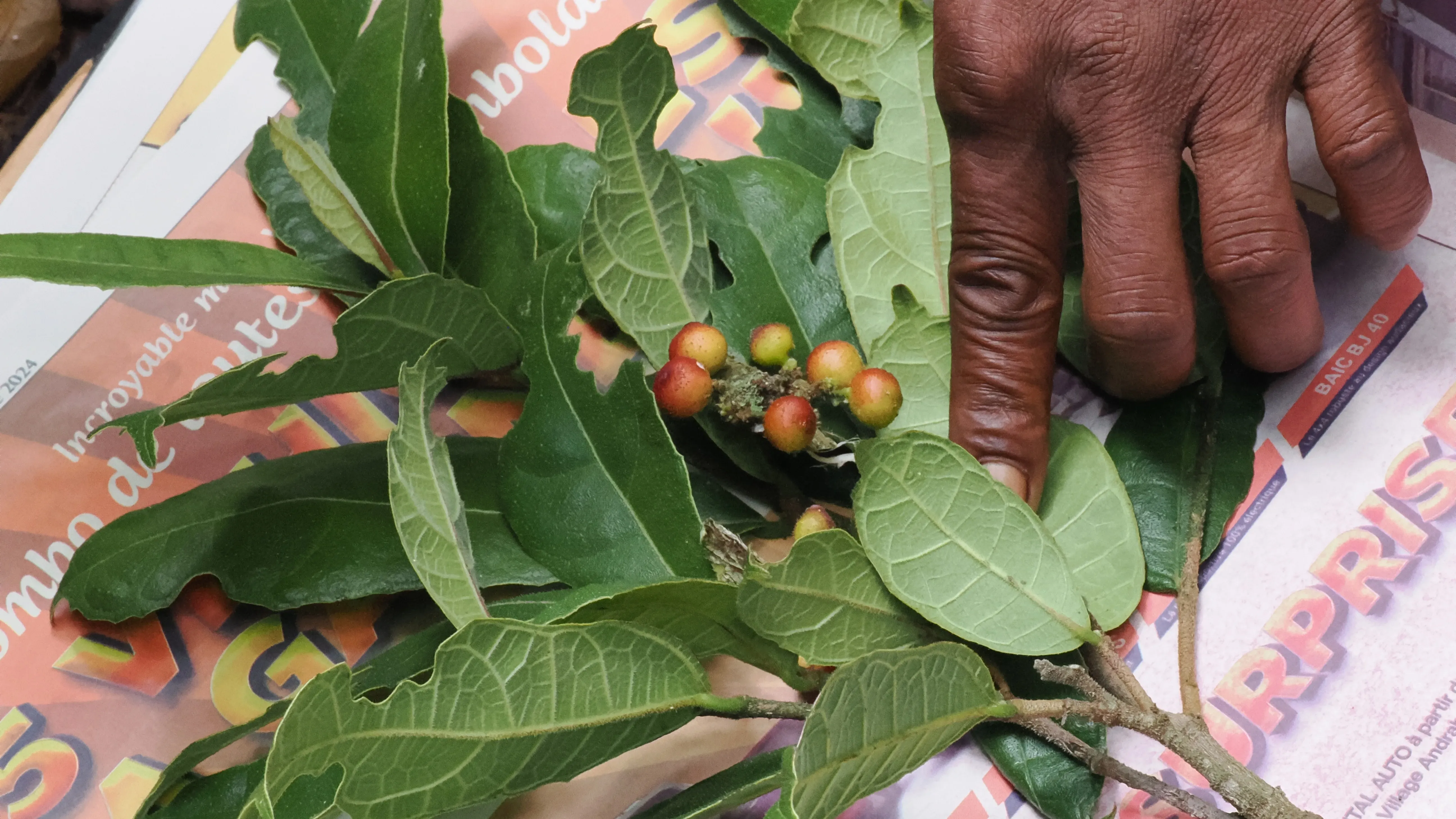 A leafy branch held on a newspaper by a hand