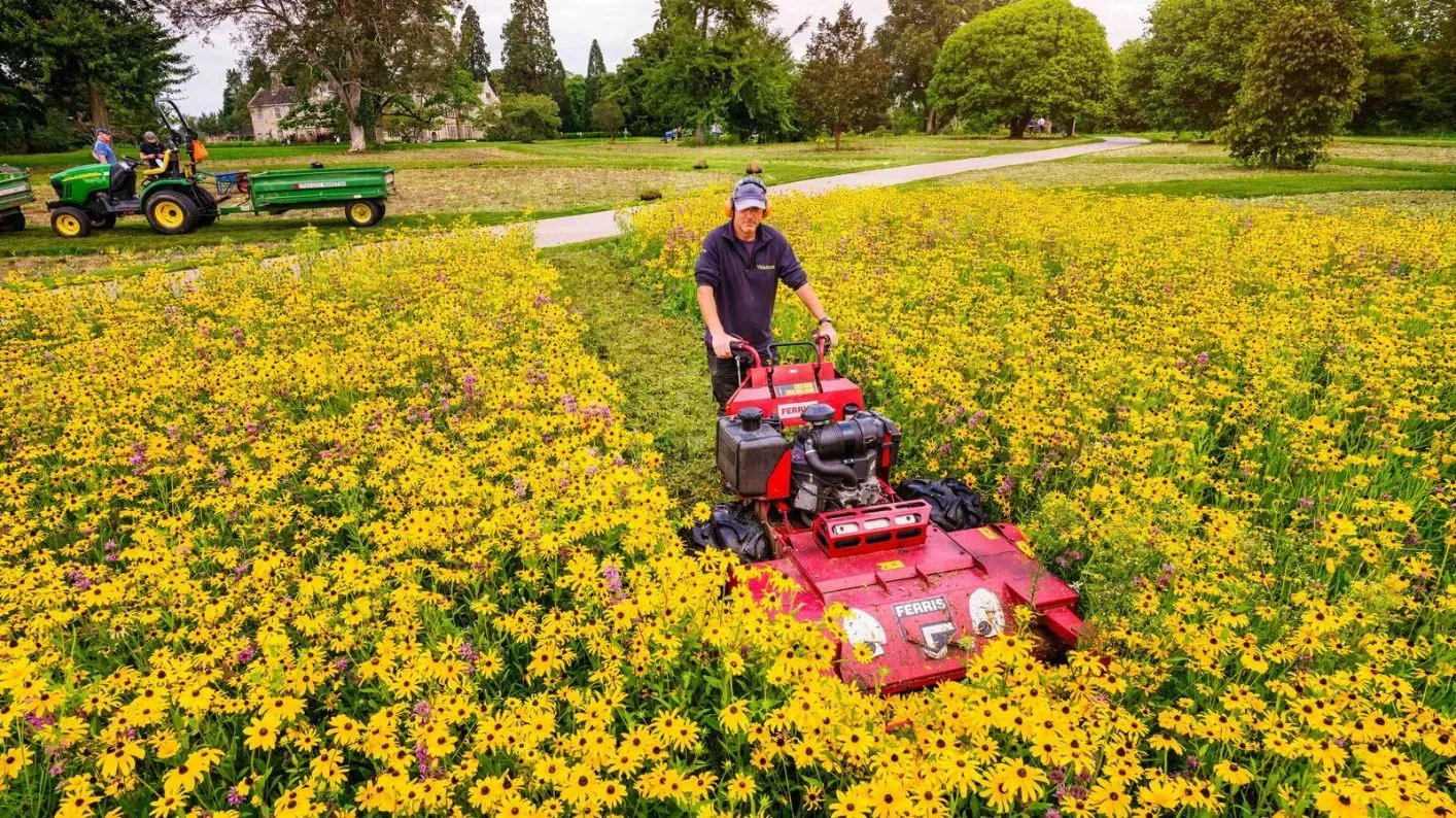A horticulturist mowing yellow rudbeckia flowers on the American Prairie
