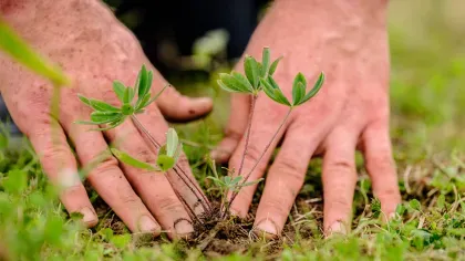 Two hands pat the soil around a small plant in the ground. 