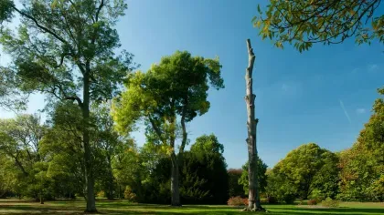 Ash tree infected with ash dieback