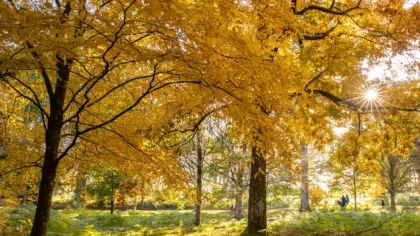 Autumn forest bathing