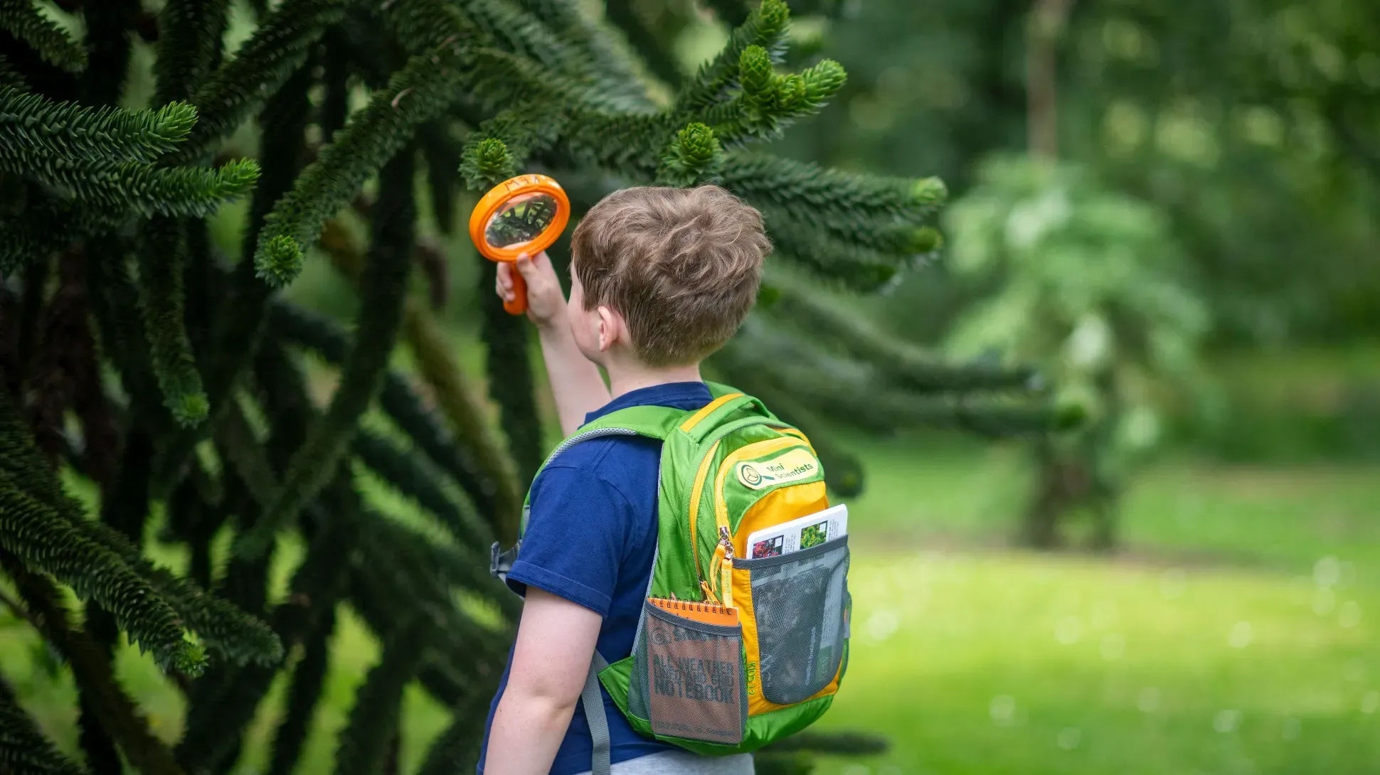 A child wearing a colourful backpack investigating a monkey puzzle tree with a magnifying glass
