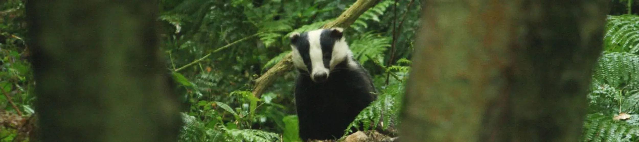 A badger peaking through two trees