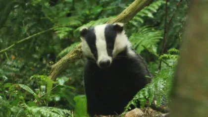 A badger peaking through two trees