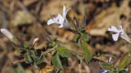 Very small white flower