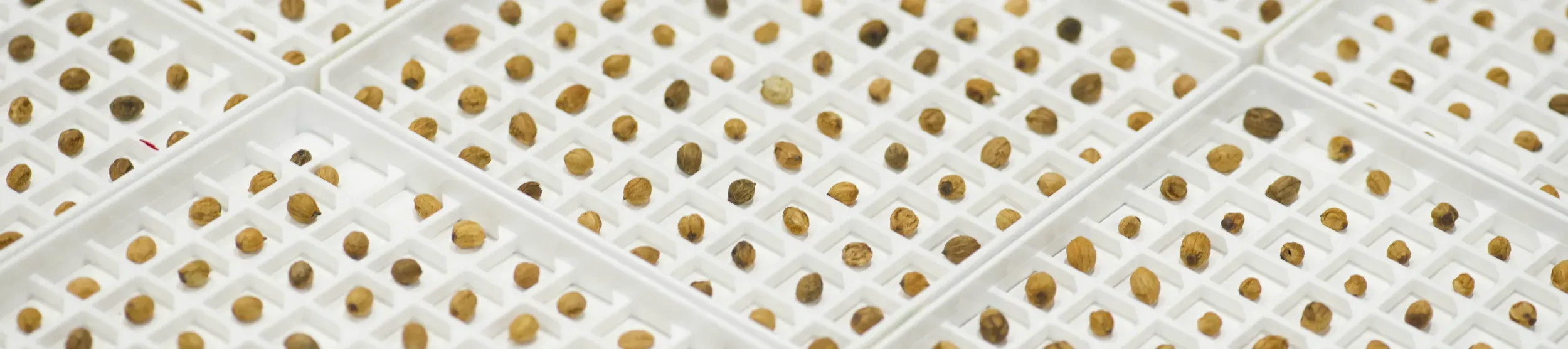 A collection of traits contain hundred of seeds each stored in their own individual divot. 