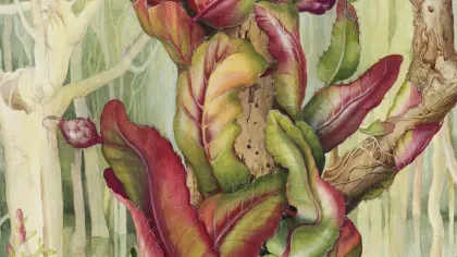 Margaret Mee Moonflower