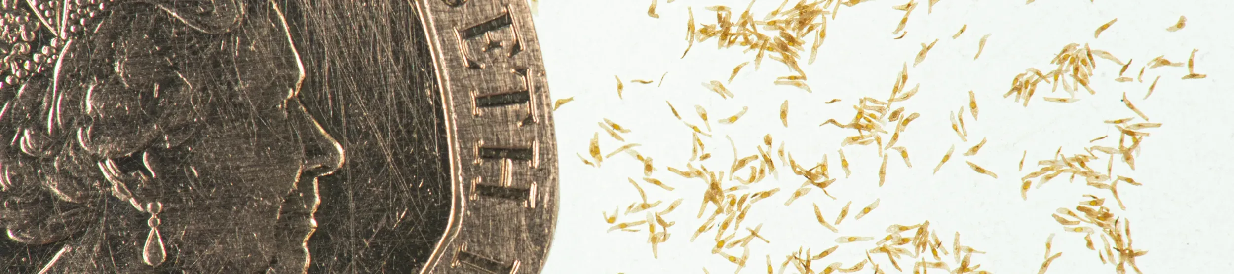 A 20p coin is next to tiny orchid seeds, the coin is far larger