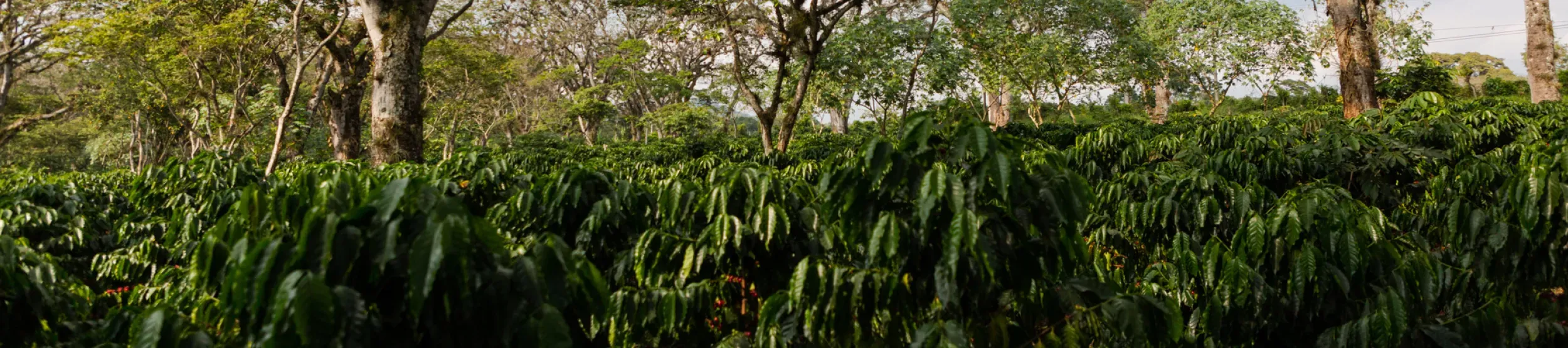 A set of coffee plants growing under trees